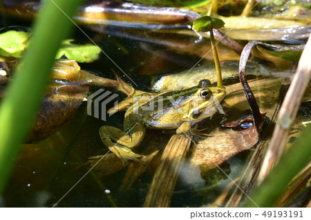 Close up of a green frog Rana esculenta complex in 49193191