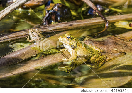 Close up of a green frog Rana esculenta complex in 49193204