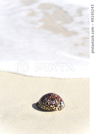 Hoshidakara of the Amami Oshima Island 49193243