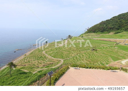 Full view of White rice Senjida Full view of White rice Senjida 49193657