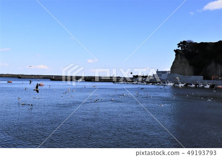 Seagull at Hiragata Port 49193793