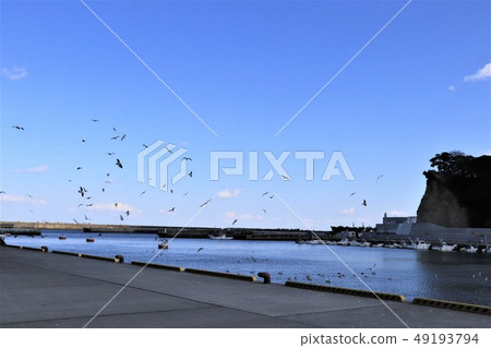 在Hiragata口岸的海鷗 49193794