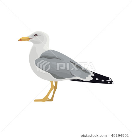 The Common Seagull Mew Gull European Herring Gull - 스톡일러스트 [49194901] -  Pixta