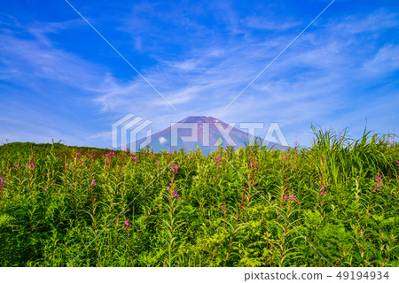 (Yamanashi Prefecture) morning sun, Mt. Fuji in Shigahara, Mt. (Yamanashi Prefecture) morning sun, Mt. Fuji in Shigahara, Mt. 49194934