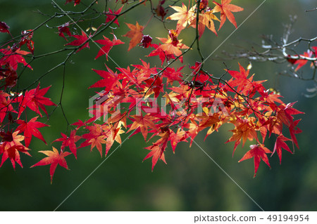 Autumn leaves image Okisoyama Prefectural Park 49194954