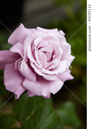 Beautiful rose of light purple 49195112