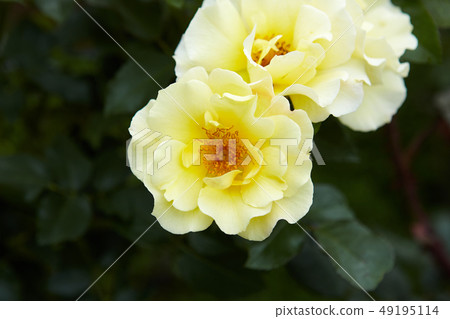 Yellow and cute rose family flower 49195114