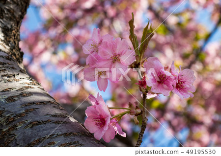 Shinkawa Senbon Kawatsuzakura Yonemoto, Yachiyo City, Chiba Prefecture Shinkawa Senbon Kawatsuzakura Yonemoto, Yachiyo City, Chiba Prefecture 49195530