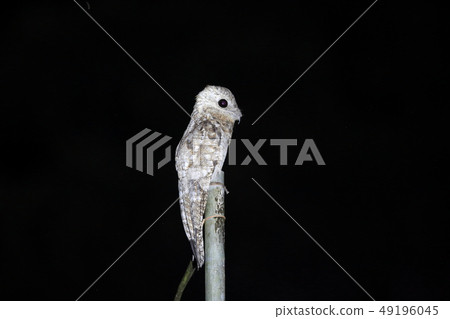 Oyachi yotaka 49196045