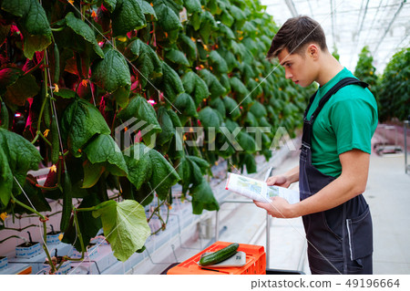 Man working in a greenhouse Man working in a greenhouse 49196664