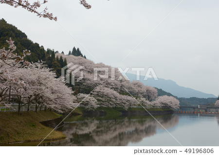 Cherry blossoms on the riverside 49196806