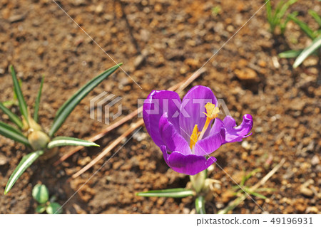 紫色番紅花花 49196931