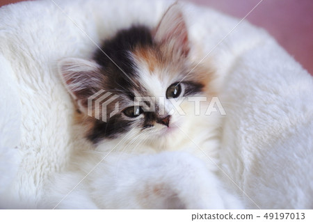 A kitten 49197013
