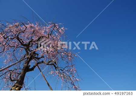 Weeping plum 49197163