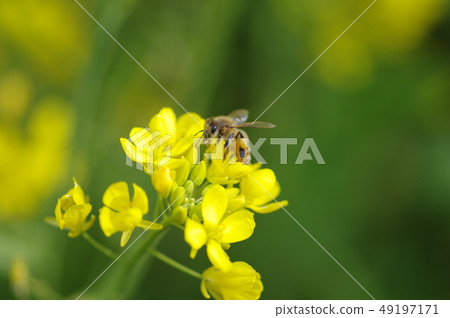 Rapeseed field Rapeseed field 49197171