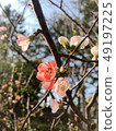 plum	 49197225