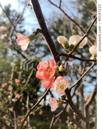 梅 梅 49197225