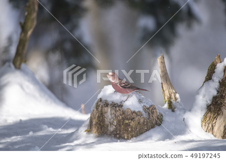 Freshwater fish Freshwater fish 49197245