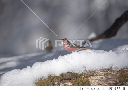 Freshwater fish Freshwater fish 49197246