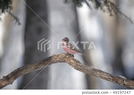 Freshwater fish Freshwater fish 49197247