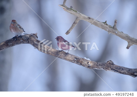 Freshwater fish Freshwater fish 49197248