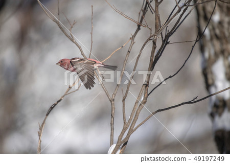 Freshwater fish Freshwater fish 49197249