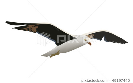 Hovering gull bird with outspread black wings Hovering gull bird with outspread black wings 49197440