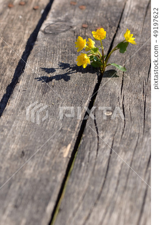 Yellow flowers on wooden background 49197622