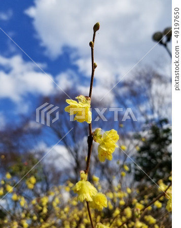 黃色花分支樹 49197650
