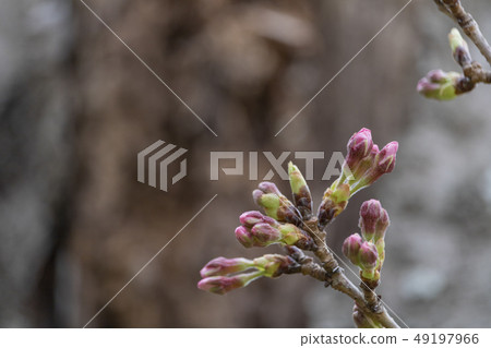Cherry flower bud just before flowering Cherry flower bud just before flowering 49197966