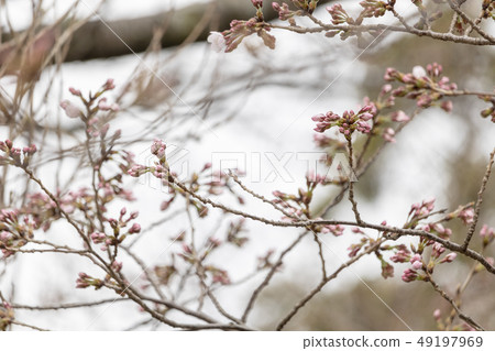 Cherry flower bud just before flowering 49197969