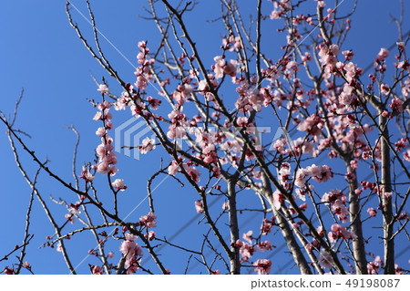 Apricot Apricot 49198087