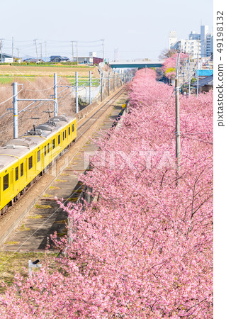 [Kanagawa] Kawazu cherry blossoms and trains 49198132