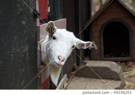 A goat on a ranch 49198261