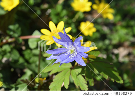 Chrysanthemums 49198279