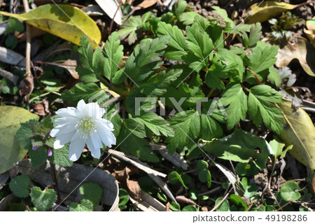海葵pseudoaltaica 海葵pseudoaltaica 49198286