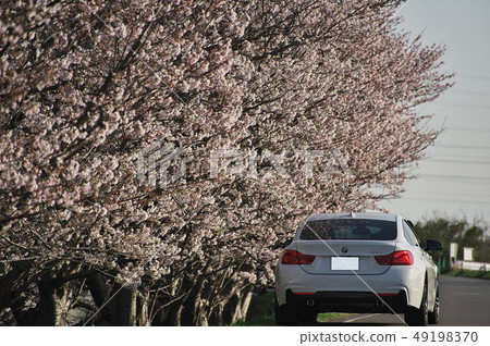 BMW and cherry blossom trees BMW and cherry blossom trees 49198370