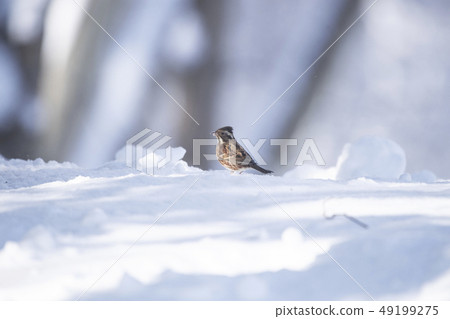 Kashirara Daka在雪地裡 Kashirara Daka在雪地裡 49199275