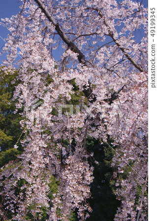 Drooping cherry tree Drooping cherry tree 49199345