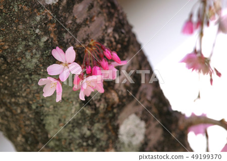 Drooping cherry tree Drooping cherry tree 49199370