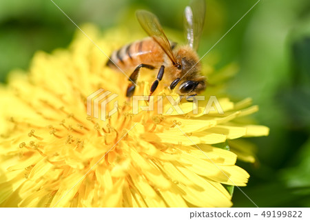 Honeybee in dandelion 49199822