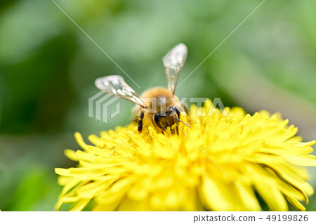Honeybee in dandelion 49199826