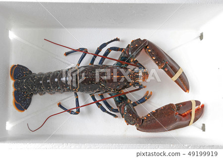 Live Lobster 49199919