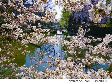 Spring has come to the moat Spring has come to the moat 49200010