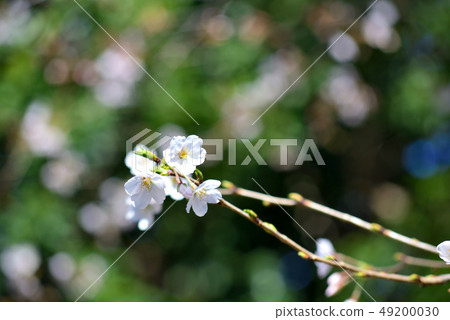 Spring flowers begin to bloom Spring flowers begin to bloom 49200030