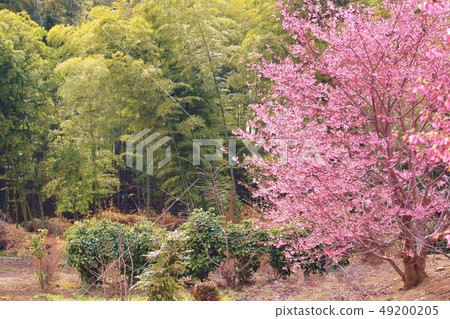 Spring image / background material Spring image / background material 49200205