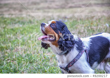 Dog waiting 49200217