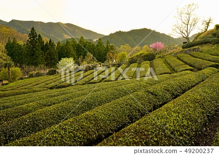 茶園的一點 49200237