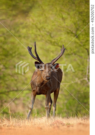 Sambar deer, Rusa unicolor in nature habitat. 49200702