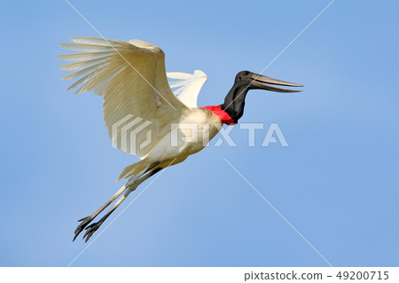 Jabiru, Jabiru mycteria, flying bird with blue sky Jabiru, Jabiru mycteria, flying bird with blue sky 49200715